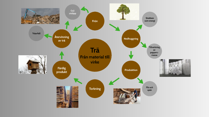 Trä livscykel by Redur Ossi on Prezi