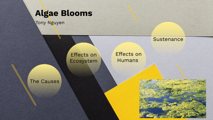 Algal Blooms, Causes And Effects By Tony Nguyen