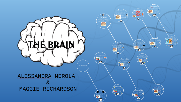THE BRAIN by A w on Prezi