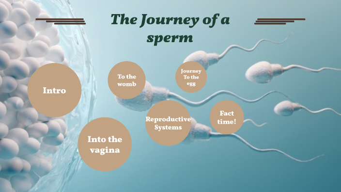 The journey of a sperm by Barron HSU on Prezi