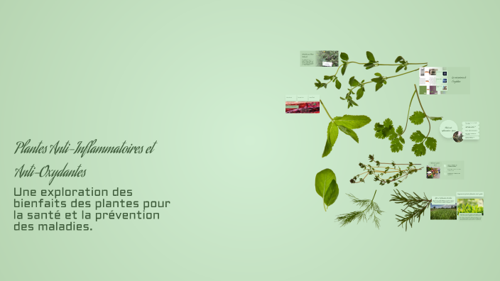 Plantes Anti-Inflammatoires et Anti-Oxydantes by mohamed hel on Prezi
