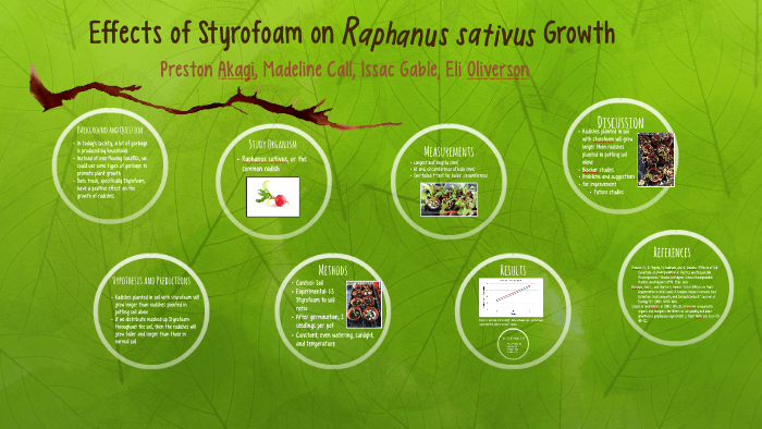 Effects of Styrofoam on Raphanus sativus Growth by Maddy Call on Prezi