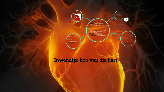 Inwendige bou van die hart by Elodie Odendaal on Prezi