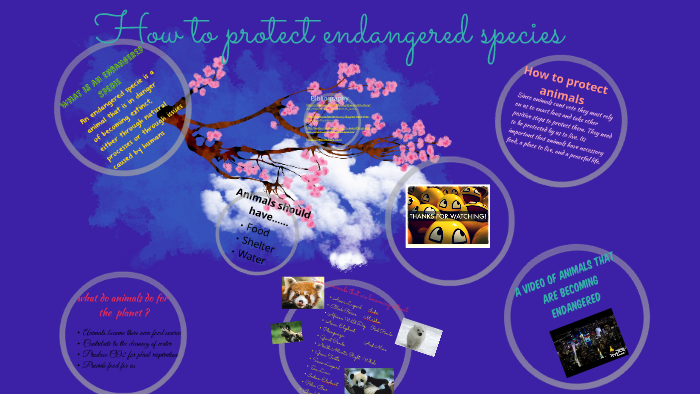 How to protect endangered species by lesley chavez on Prezi
