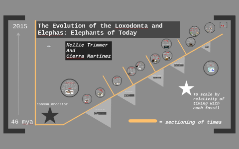 Evolutionary Timeline: Elephant by Kellie T:) on Prezi