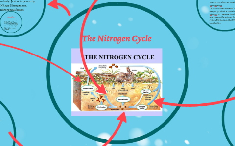 The Nitrogen Cycle by Idrees Anwar on Prezi