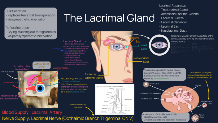 The Lacrimal Gland by Willem Dalby on Prezi