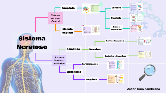 Sistema Nervioso by Irina Valeria on Prezi