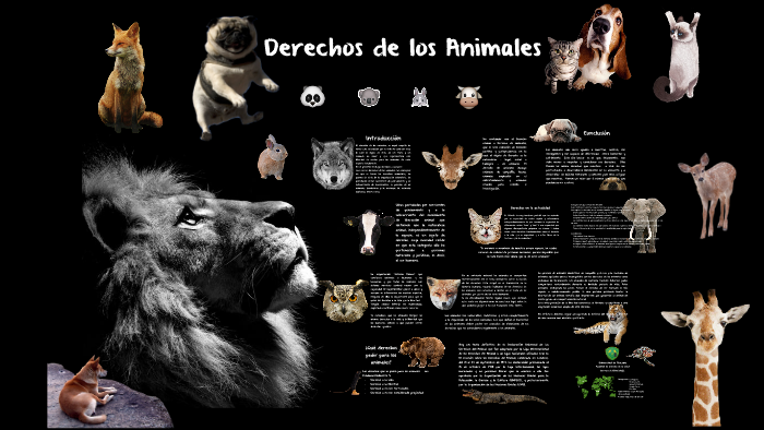 Derechos de los Animales by on Prezi