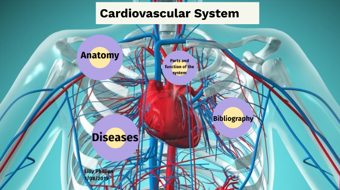 Cardiovascular system by Lilly Phillips on Prezi