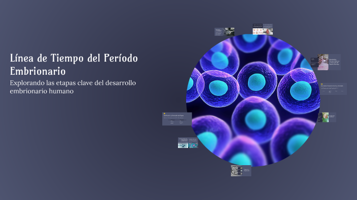 Línea de Tiempo del Período Embrionario by ELIANA MILAGROS CHULLE CALLE