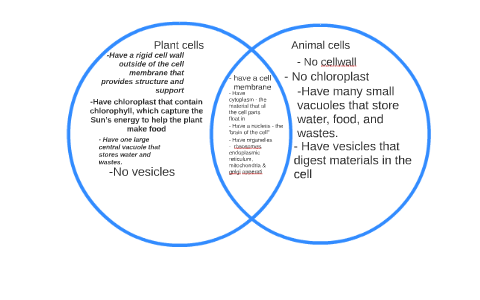 Venn Diagram Of Plant Cell And Animal Cell