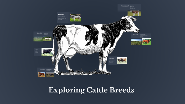 Exploring Cattle Breeds by Natalia Onelio on Prezi