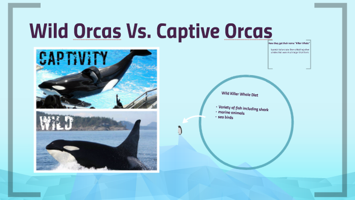 Wild Orcas Vs. Captive Orcas by Kileigh Clifford