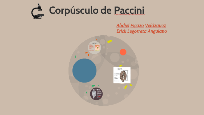 Corpúsculo de Vater-Paccini by dethtdh ghjgtjdj on Prezi