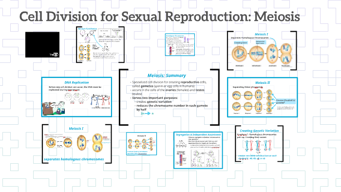 Cell Division for Sexual Reproduction: Meiosis by Brian Miller on Prezi