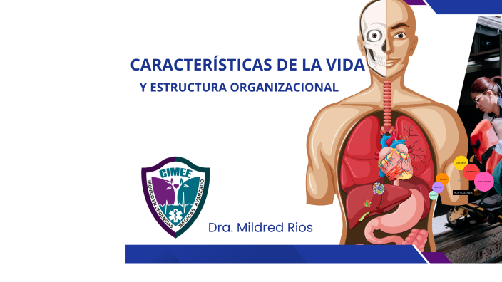 Mildred Rios INTRODUCCIÓN: ESTRUCTURA ORGANIZACIONAL by Mildred Rios on Prezi