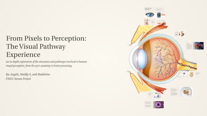 Exploring the Visual Pathways: From Eye to Brain by Madeleine Eastmond ...