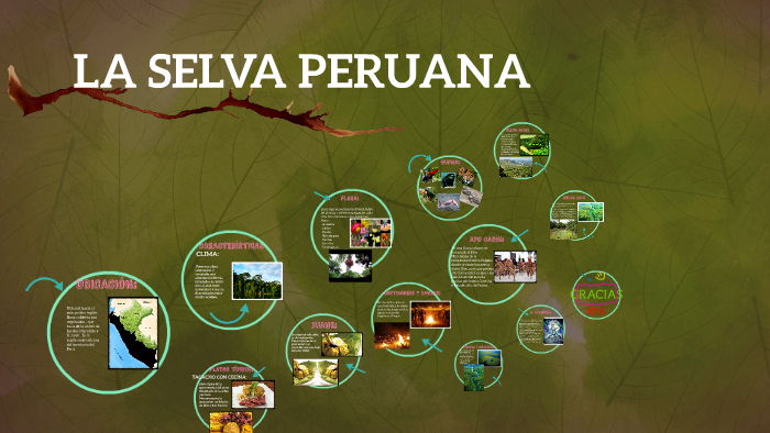 LA SELVA PERUANA by Gianella Verastegui on Prezi