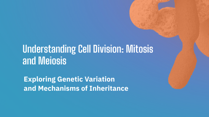 Understanding Cell Division: Mitosis and Meiosis by Vicky Zhang on Prezi