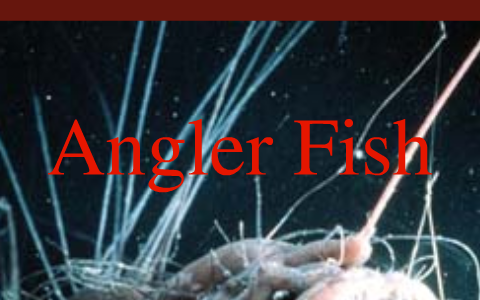 Angler Fish by Angel Rodriguez on Prezi