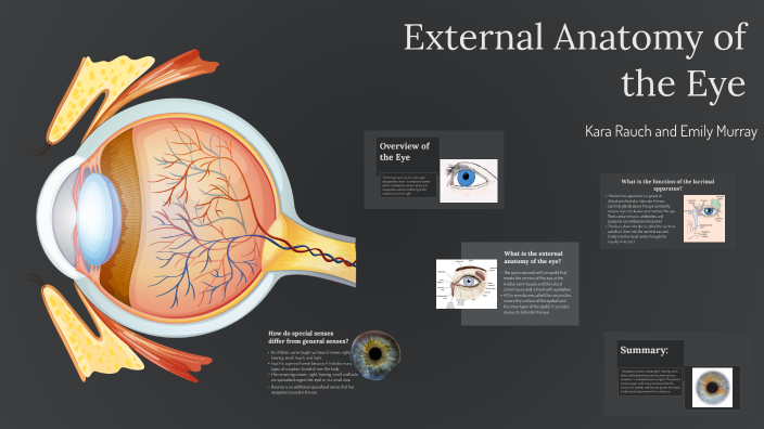 external anatomy of the eye by Kara Rauch on Prezi