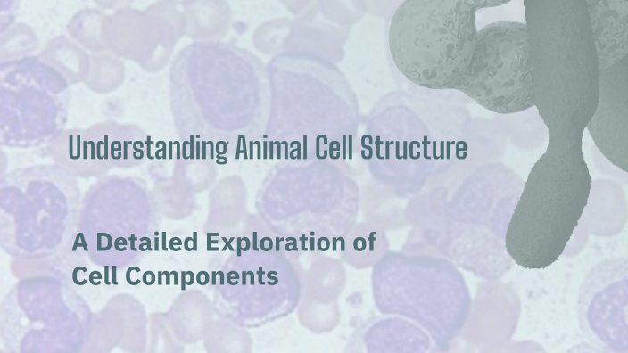 Understanding Animal Cell Structure by JUAN CARLOS VALENZUELA on Prezi