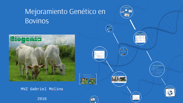 Mejoramiento Genético En Bovinos By Gabriel Molina On Prezi