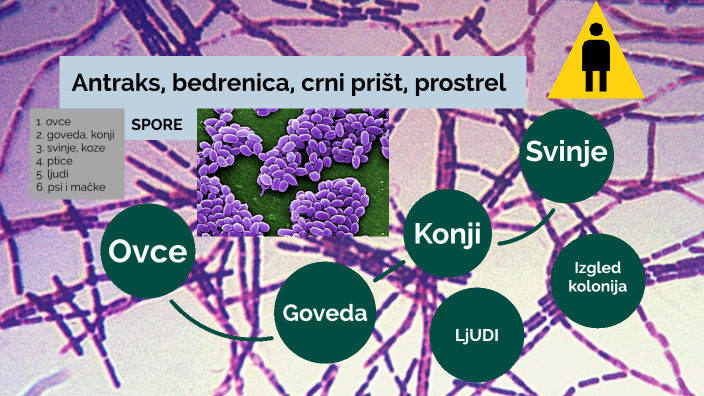 Antraks (bakterije) by Anđela Petrić on Prezi