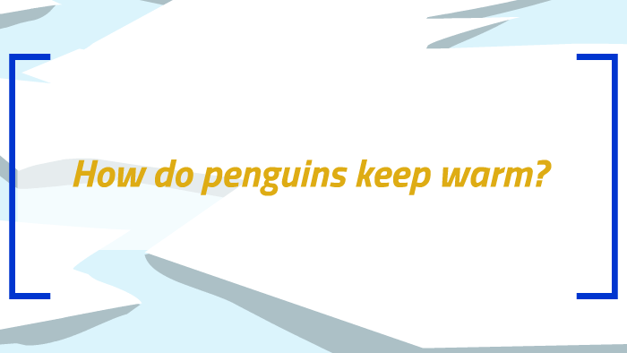 How do Penguins stay warm? by Constance Lundy