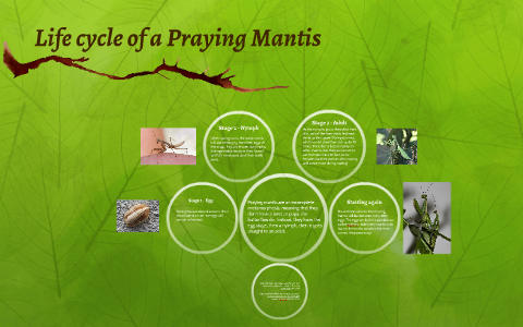 life cycle of a praying mantis