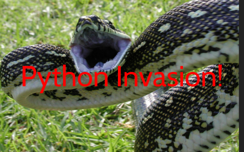 Python Invasion! by Dakota Puentes on Prezi