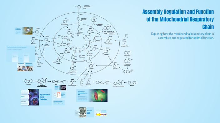 Assembly Regulation and Function of the Mitochondrial Respiratory Chain ...