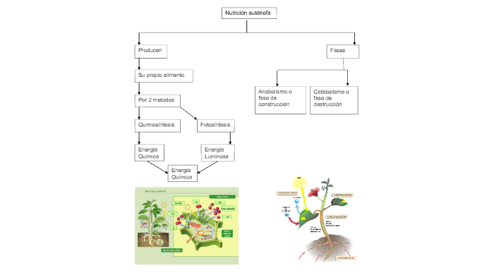 NUTRICIÓN AUTÓTROFA Y HETERÓTROFA by Eve Vale on Prezi