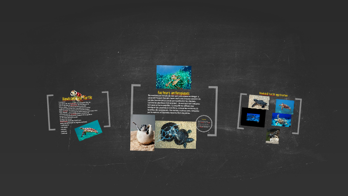 Hawksbill Sea Turtle by Bree Hicks on Prezi
