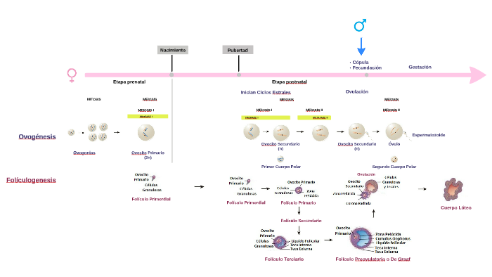 folículo y ovogenesis by Evelina Durando