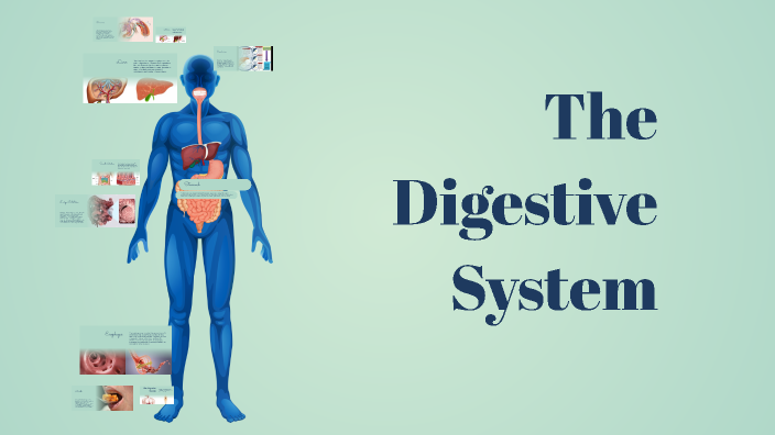 Understanding the Digestive System by Joseph Kim on Prezi