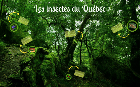 Insecte Quebec Les insectes du Québec by Isabelle Sénécal on Prezi