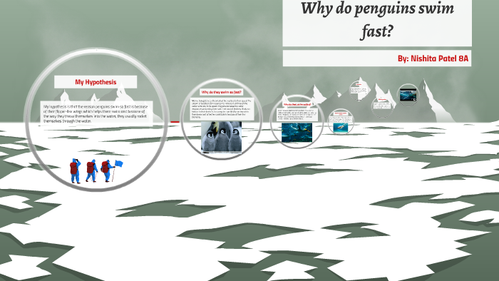 Why do penguins swim so fast? by Nishita Patel on Prezi