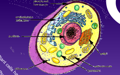 animal cells by jasmin flanagan on Prezi