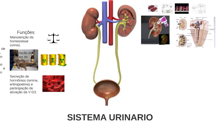 SISTEMA URINARIO by