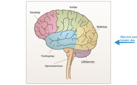 hjernen by wipo locke on Prezi