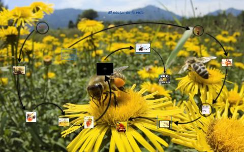 El nectar de la vida by felipe labbe