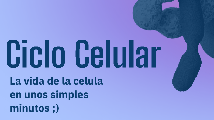 Ciclo Celular by Renzox247x on Prezi