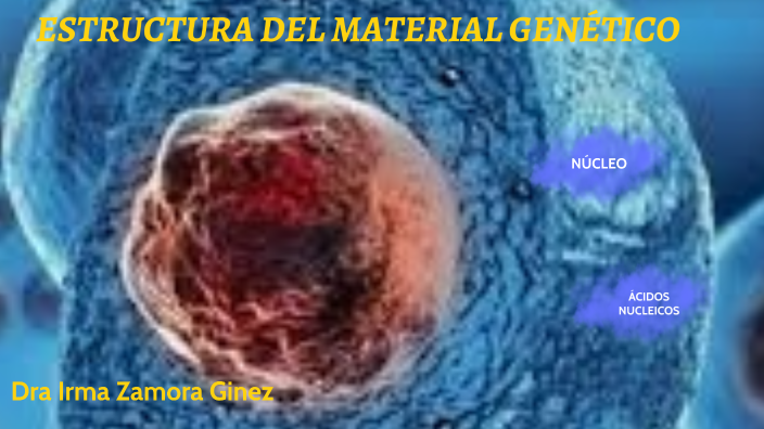 Estructura Y Función Del Material Genético By IRMA ZAMORA On Prezi