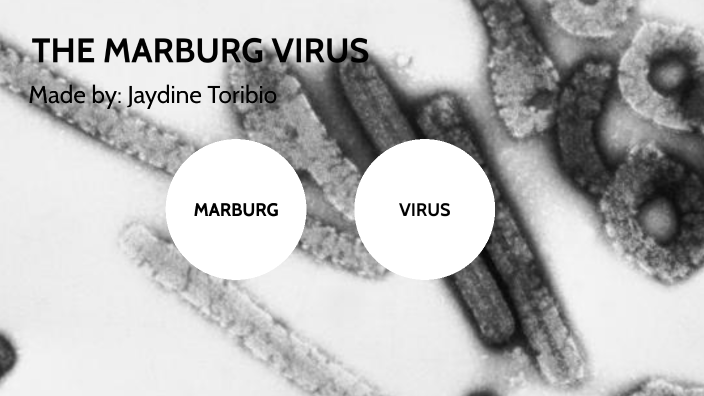 Disease project (Marburg virus) by Jaydine Toribio on Prezi