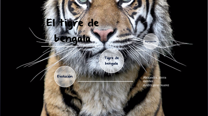 Evolucion Del Tigre De Bengala By Andry Giron Suarez On Prezi