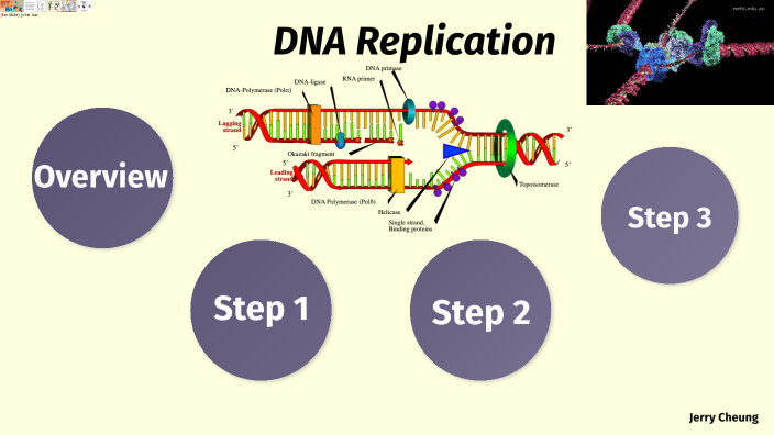 DNA Replication by Pok Cheung on Prezi