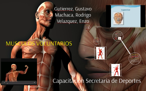 MUSCULOS VOLUNTARIOS by Enzo Velazquez on Prezi