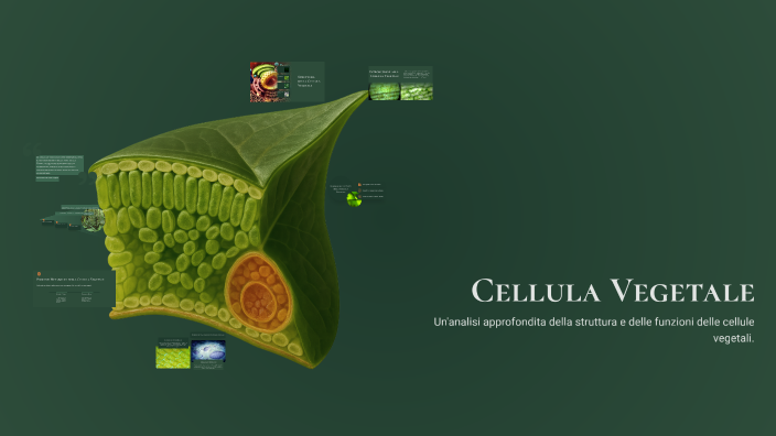 Cellula Vegetale by vittorio marchi on Prezi